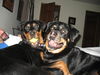Willow-ADOPTED-12.31.11