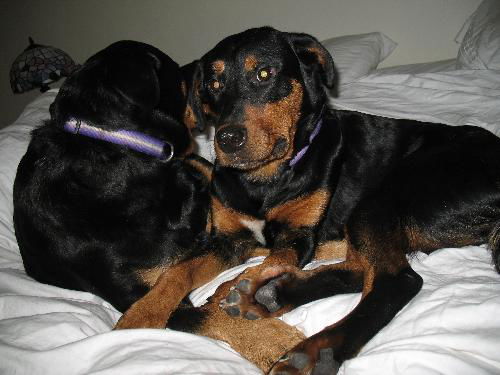 Willow-ADOPTED-12.31.11