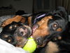 Willow-ADOPTED-12.31.11