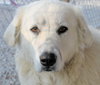 Sweet Pea - PENDING