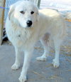 Sweet Pea - PENDING