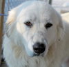 Sweet Pea - PENDING