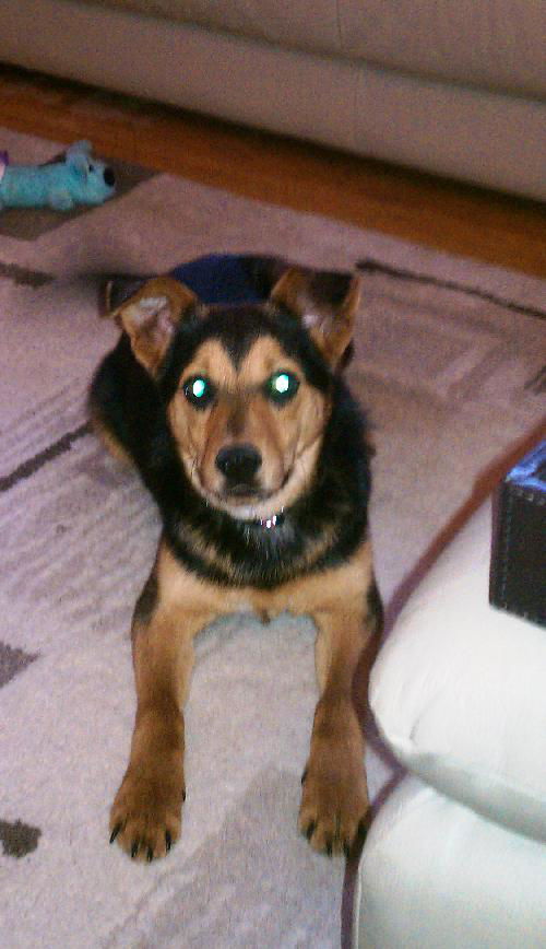 Zig - ADOPTED 01.16.11