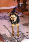 Zig - ADOPTED 01.16.11