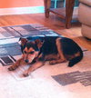 Zig - ADOPTED 01.16.11