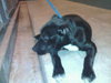PPP-Nestle - ADOPTED 12.10.10