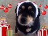 Keona-ADOPTED