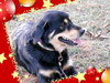 Keona-ADOPTED