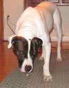 Flash-ADOPTED