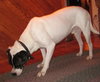 Flash-ADOPTED