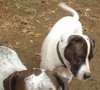 Flash-ADOPTED