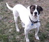 Flash-ADOPTED