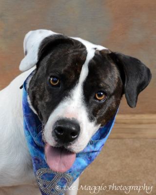 Flash-ADOPTED