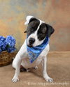 Flash-ADOPTED