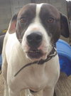 Flash-ADOPTED