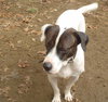 Flash-ADOPTED