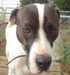 Flash-ADOPTED
