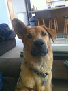 Tubby-ADOPTED