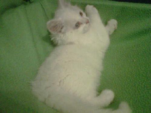 Peppermint-ADOPTED-1.16.11