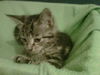 Figaro-ADOPTED