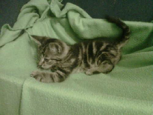 Figaro-ADOPTED