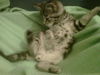 Figaro-ADOPTED