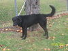 Travis - ADOPTED 01.09.11