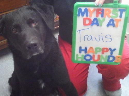 Travis - ADOPTED 01.09.11