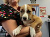 Bobby-ADOPTED-12.19.10
