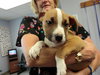 Bobby-ADOPTED-12.19.10