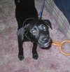 Izzy-ADOPTED-3.23.11