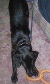 Izzy-ADOPTED-3.23.11