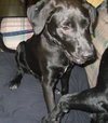 Izzy-ADOPTED-3.23.11