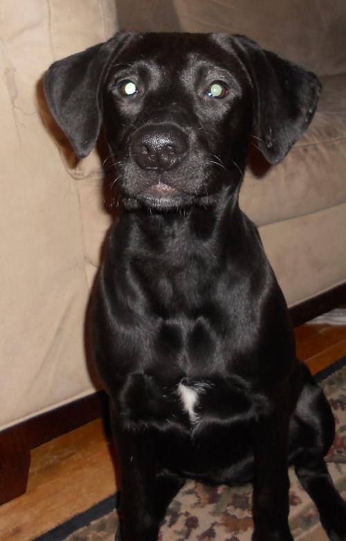 Izzy-ADOPTED-3.23.11