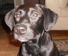 Izzy-ADOPTED-3.23.11