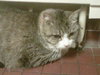 Mister Meow - ADOPTED 09.30.11