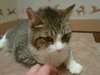 Mister Meow - ADOPTED 09.30.11