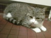 Mister Meow - ADOPTED 09.30.11