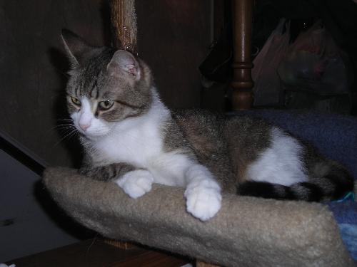 Mister Meow - ADOPTED 09.30.11