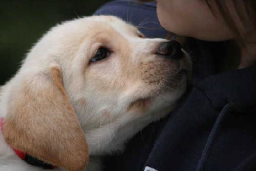 Cb Litter Oneida - ADOPTED 01.17.11