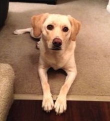 Seneca-ADOPTED 01.08.11