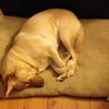 Seneca-ADOPTED 01.08.11