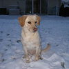 Seneca-ADOPTED 01.08.11