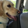 Seneca-ADOPTED 01.08.11