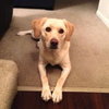 Seneca-ADOPTED 01.08.11