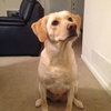 Seneca-ADOPTED 01.08.11