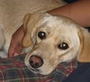 Seneca-ADOPTED 01.08.11