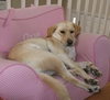 Seneca-ADOPTED 01.08.11