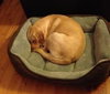 Seneca-ADOPTED 01.08.11