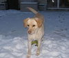 Seneca-ADOPTED 01.08.11